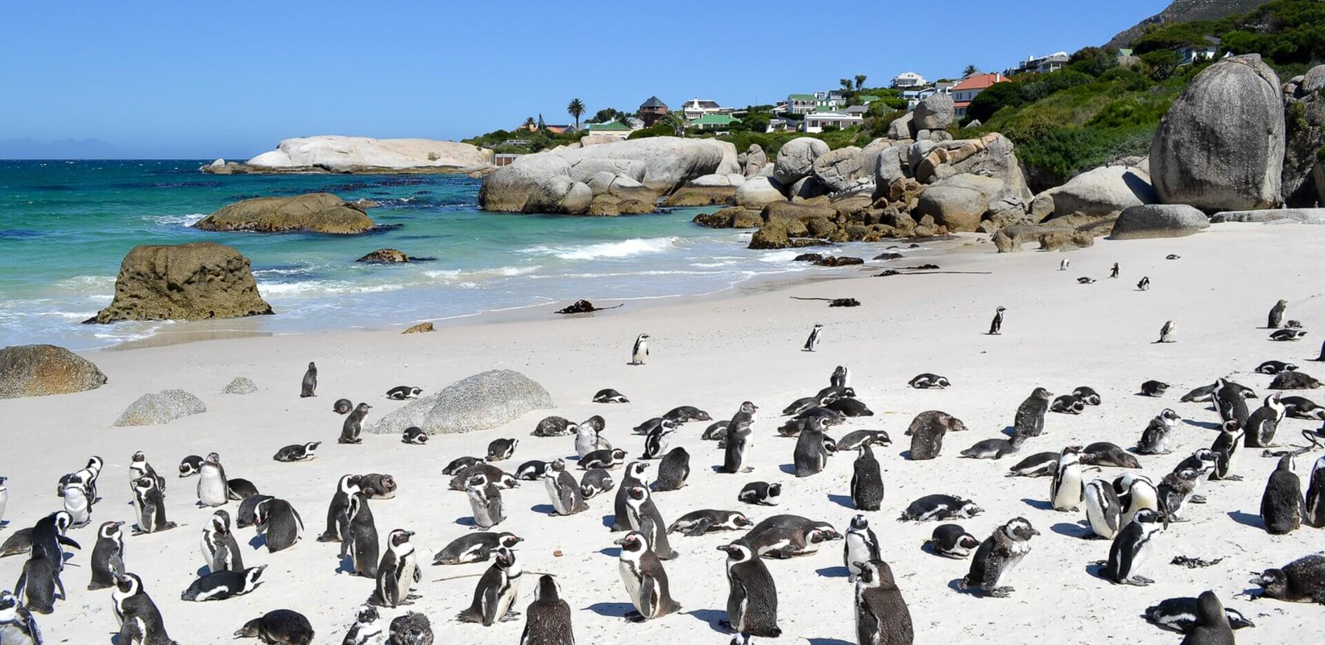 Penguins at Boulders Beach in Simonstown Cape Town