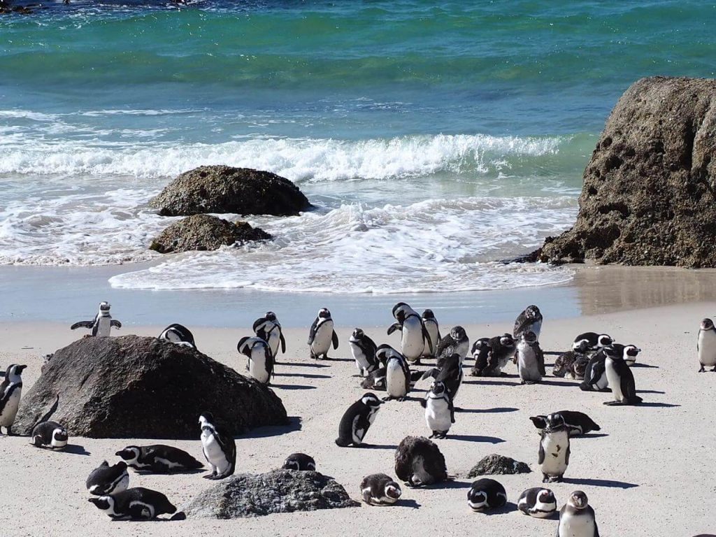 Boulders Beach before Two Oceans Marathon